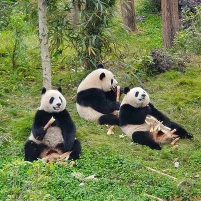 重慶洪崖洞夜景 成都大熊貓旅遊